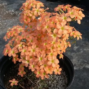 Gracilis Oxalis Live Plant – Ornamental Flowering – 4 Inch Pot - Image 6