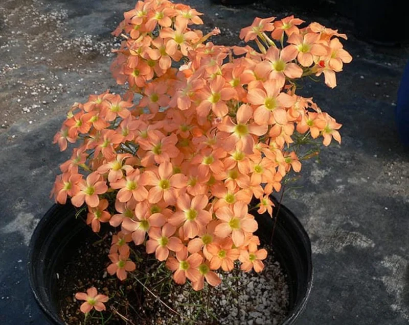 Gracilis Oxalis Live Plant – Ornamental Flowering – 4 Inch Pot - Image 6