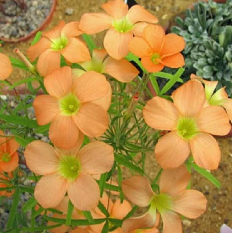 Gracilis Oxalis Live Plant – Ornamental Flowering – 4 Inch Pot - Image 1