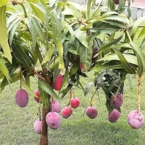 Grafted Mango Live Tropical Fruit Tree 15-25 inch Tall - Indoor/Outdoor Edible Plant - Image 2
