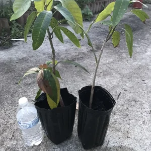 Grafted Mango Live Tropical Fruit Tree 15-25 inch Tall - Indoor/Outdoor Edible Plant - Image 3