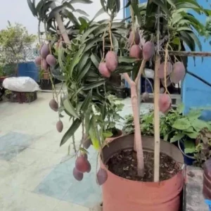 Grafted Mango Live Tropical Fruit Tree 15-25 inch Tall - Indoor/Outdoor Edible Plant - Image 4