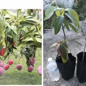 Grafted Mango Live Tropical Fruit Tree 15-25 inch Tall - Indoor/Outdoor Edible Plant - Image 1