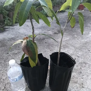 Grafted Mango Live Tropical Fruit Tree 15-25 inch Tall - Indoor/Outdoor Edible Plant - Image 5