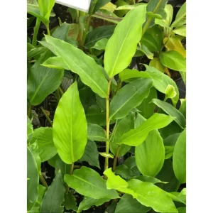 Grains of Paradise Live Plant – Aframomum melegueta – 4-8 Inch Tall – Tropical Perennial - Image 2