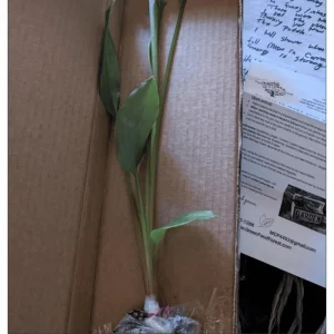 Grains of Paradise Live Plant – Aframomum melegueta – 4-8 Inch Tall – Tropical Perennial - Image 3