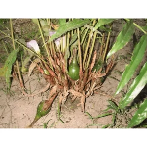 Grains of Paradise Live Plant – Aframomum melegueta – 4-8 Inch Tall – Tropical Perennial - Image 6