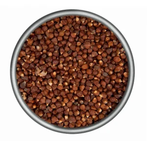 Grains of Paradise Live Starter Plant, Alligator Pepper, 4-8 Inch Tall - Image 2