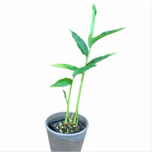 Grains of Paradise Live Starter Plant, Alligator Pepper, 4-8 Inch Tall - Image 3