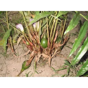 Grains of Paradise Live Starter Plant, Alligator Pepper, 4-8 Inch Tall - Image 5