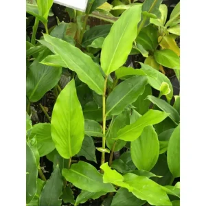 Grains of Paradise Live Starter Plant, Alligator Pepper, 4-8 Inch Tall - Image 6