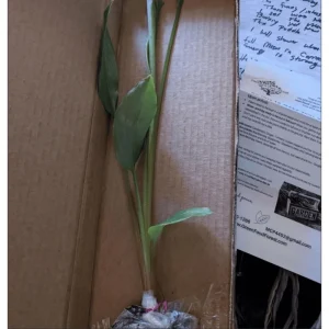 Grains of Paradise Live Starter Plant, Alligator Pepper, 4-8 Inch Tall - Image 7