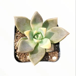 Graptopetalum Paraguayense Blue Haze Succulent Live Plant - 2 Inch Pot - Image 2