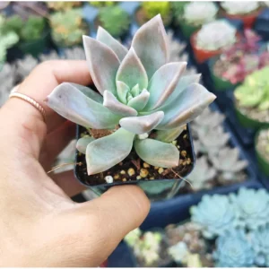 Graptopetalum Paraguayense Blue Haze Succulent Live Plant - 2 Inch Pot - Image 3