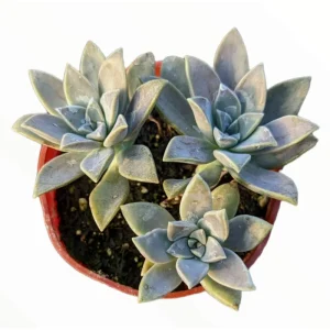 Graptopetalum Paraguayense Blue Haze Succulent Live Plant - 2 Inch Pot - Image 4
