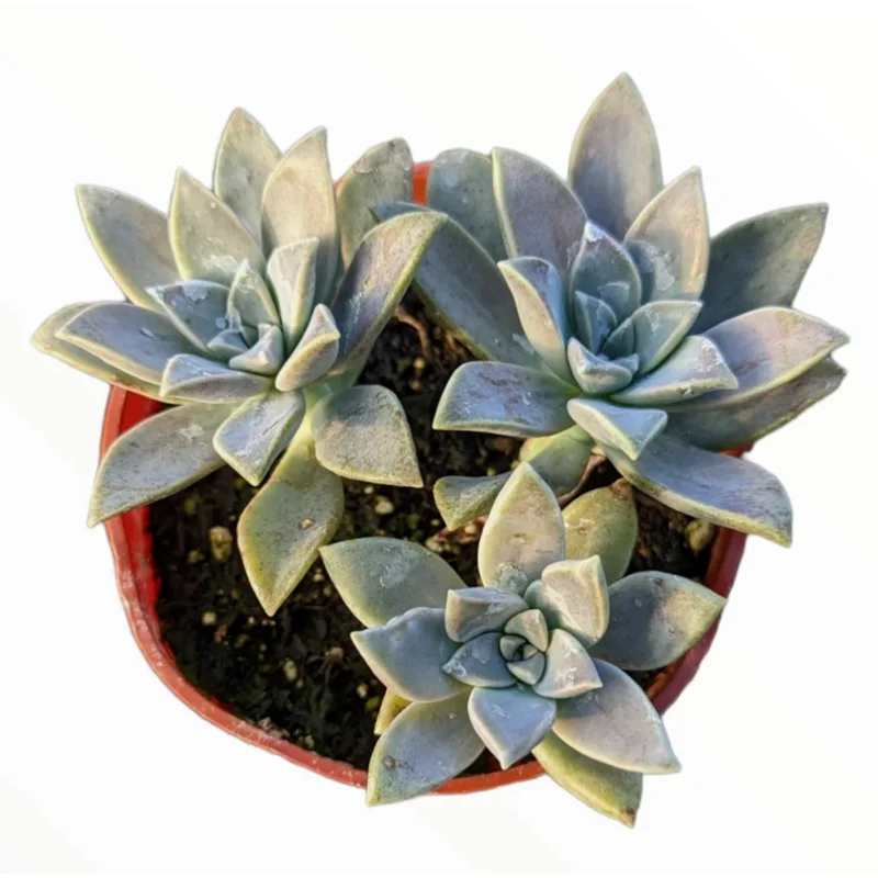 Graptopetalum Paraguayense Blue Haze Succulent Live Plant - 2 Inch Pot - Image 4