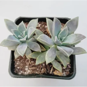 Graptopetalum Paraguayense Blue Haze Succulent Live Plant - 2 Inch Pot - Image 5