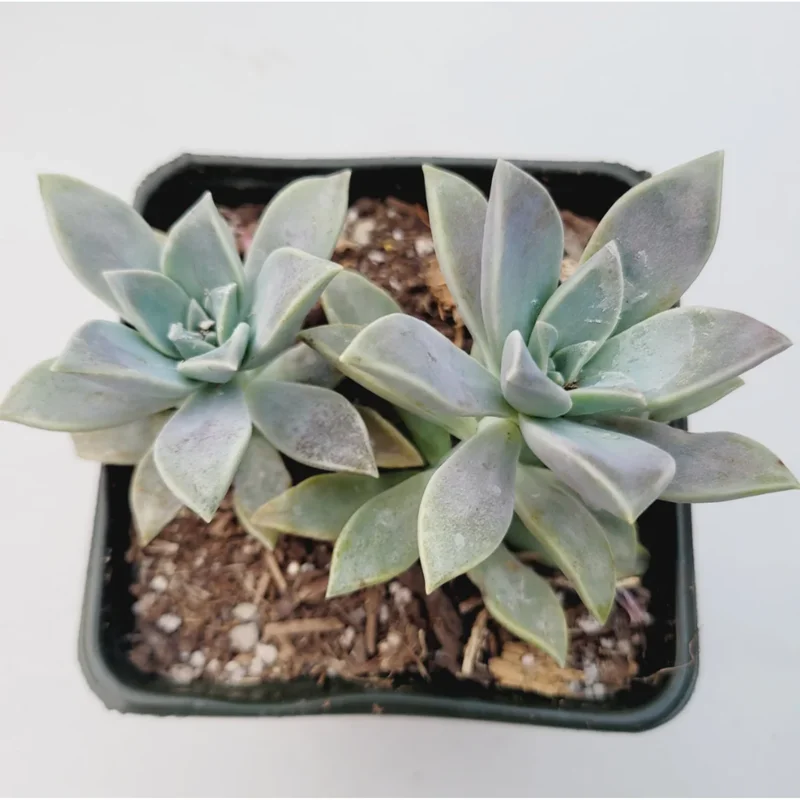 Graptopetalum Paraguayense Blue Haze Succulent Live Plant - 2 Inch Pot - Image 5