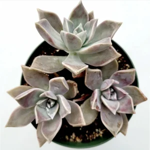 Graptopetalum Paraguayense Blue Haze Succulent Live Plant - 2 Inch Pot - Image 6