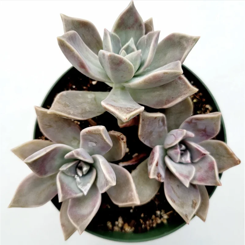 Graptopetalum Paraguayense Blue Haze Succulent Live Plant - 2 Inch Pot - Image 6