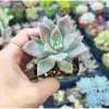 Graptopetalum Paraguayense Blue Haze Succulent Live Plant - 2 Inch Pot - Image 1