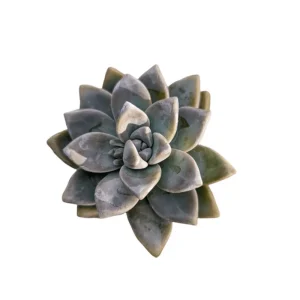 Graptopetalum Paraguayense Mother of Pearl Succulent Plant 2 Inch Pot - Image 2