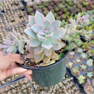 Graptopetalum Paraguayense Mother of Pearl Succulent Plant 2 Inch Pot - Image 3