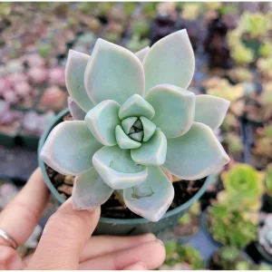 Graptopetalum Paraguayense Mother of Pearl Succulent Plant 2 Inch Pot - Image 4