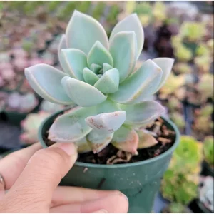 Graptopetalum Paraguayense Mother of Pearl Succulent Plant 2 Inch Pot - Image 5