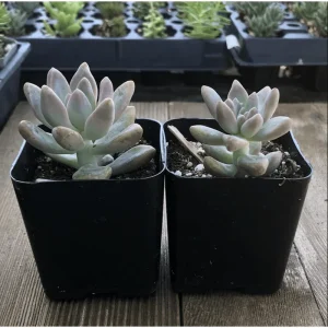 Graptopetalum Paraguayense Mother of Pearl Succulent Plant 2 Inch Pot - Image 6