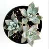 Graptopetalum Paraguayense Mother of Pearl Succulent Plant 2 Inch Pot - Image 1