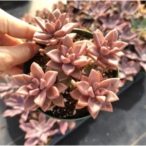 Graptosedum 'Alpenglow' Succulent Live Plant - 2 Inch Pot for Indoor & Outdoor - Image 2