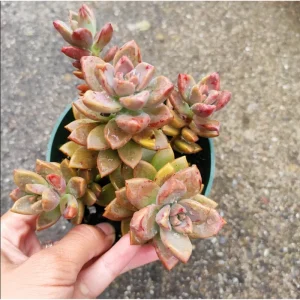 Graptosedum 'Alpenglow' Succulent Live Plant - 2 Inch Pot for Indoor & Outdoor - Image 3