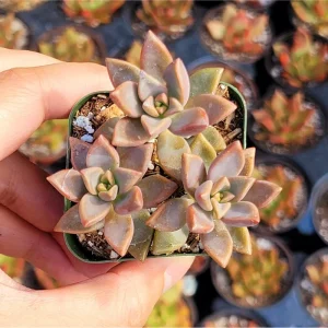 Graptosedum 'Alpenglow' Succulent Live Plant - 2 Inch Pot for Indoor & Outdoor - Image 4