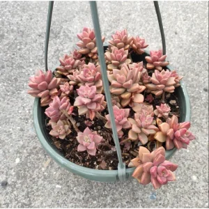 Graptosedum 'Alpenglow' Succulent Live Plant - 2 Inch Pot for Indoor & Outdoor - Image 6