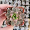 Graptosedum 'Alpenglow' Succulent Live Plant - 2 Inch Pot for Indoor & Outdoor - Image 1