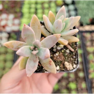 Graptosedum 'Francesco Baldi' Succulent Live Plant 2 Inch Pot Indoor Outdoor - Image 2