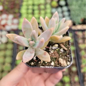 Graptosedum 'Francesco Baldi' Succulent Live Plant 2 Inch Pot Indoor Outdoor - Image 3