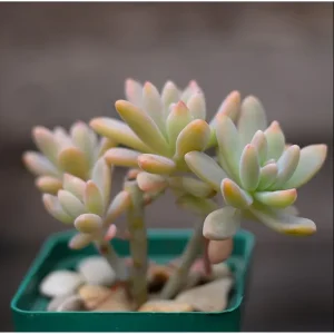 Graptosedum 'Francesco Baldi' Succulent Live Plant 2 Inch Pot Indoor Outdoor - Image 4