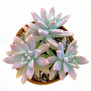 Graptosedum 'Francesco Baldi' Succulent Live Plant 2 Inch Pot Indoor Outdoor - Image 5