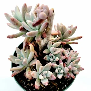 Graptosedum 'Francesco Baldi' Succulent Live Plant 2 Inch Pot Indoor Outdoor - Image 6