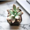 Graptosedum 'Francesco Baldi' Succulent Live Plant 2 Inch Pot Indoor Outdoor - Image 1