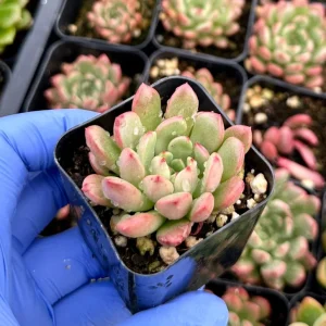 Graptoveria Bashful Live Succulent Plant – 2 Inch Pot – Rosette Colors - Image 2