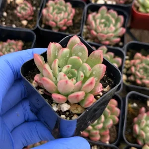 Graptoveria Bashful Live Succulent Plant – 2 Inch Pot – Rosette Colors - Image 3