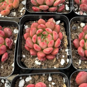 Graptoveria Bashful Live Succulent Plant – 2 Inch Pot – Rosette Colors - Image 1