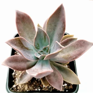 Graptoveria 'Fred Ives' Succulent Live Plant - 4 Inch Bare Root - Image 2