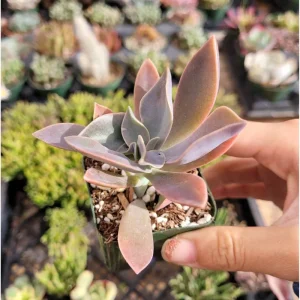 Graptoveria 'Fred Ives' Succulent Live Plant - 4 Inch Bare Root - Image 3