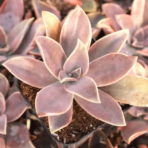 Graptoveria 'Fred Ives' Succulent Live Plant - 4 Inch Bare Root - Image 4