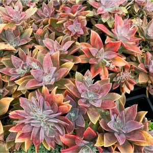 Graptoveria 'Fred Ives' Succulent Live Plant - 4 Inch Bare Root - Image 5