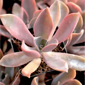 Graptoveria 'Fred Ives' Succulent Live Plant - 4 Inch Bare Root - Image 6